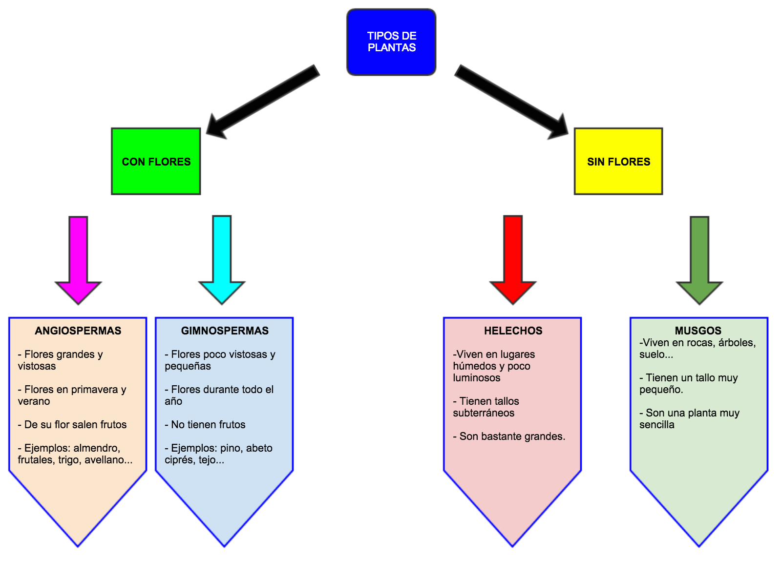 Resultado de imagen de tipos de plantas esquema