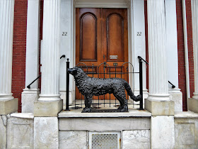 charity dog