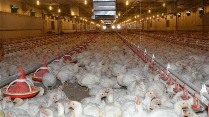 Turkey's Poultry Production Up In September.