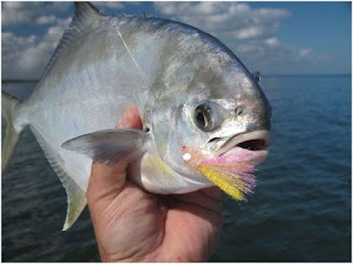 Nama Nama Ikan Laut Dangkal POMPANO