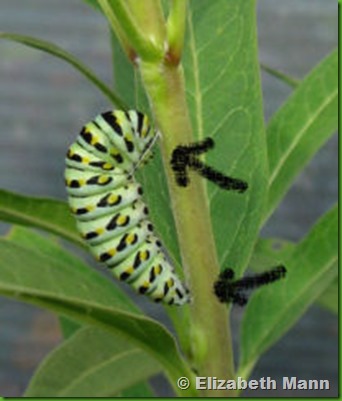 Elizabeth S Secret Garden My Black Swallowtail Made Its Chrysalis