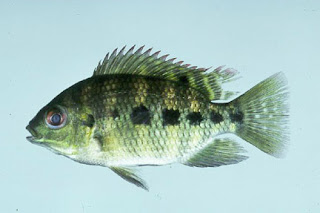  merupakan ikan konsumsi yang umum hidup di  Ikan Nila
