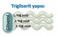 Trigliserit yapısı