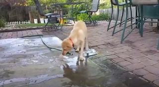 Perra es captada tratando de llenar su piscina para perros sola