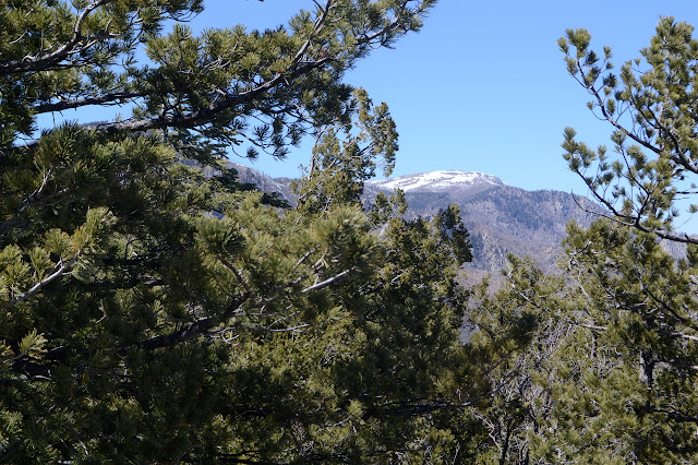 Mount Graham through the trees