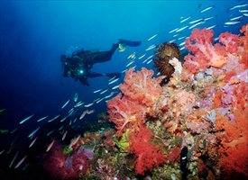 Diving on Gili Island - Lombok Tour Guide | GILI ISLAND DIVING PACKAGE