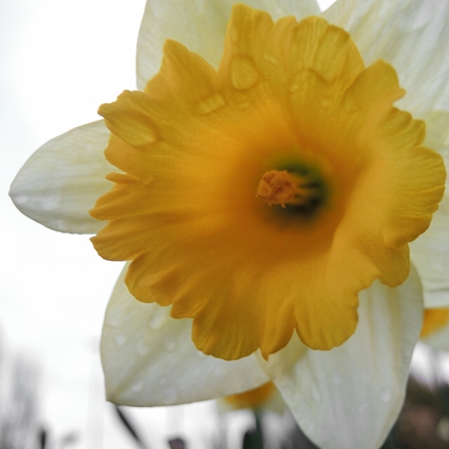 Maartse narcissen in Deurne