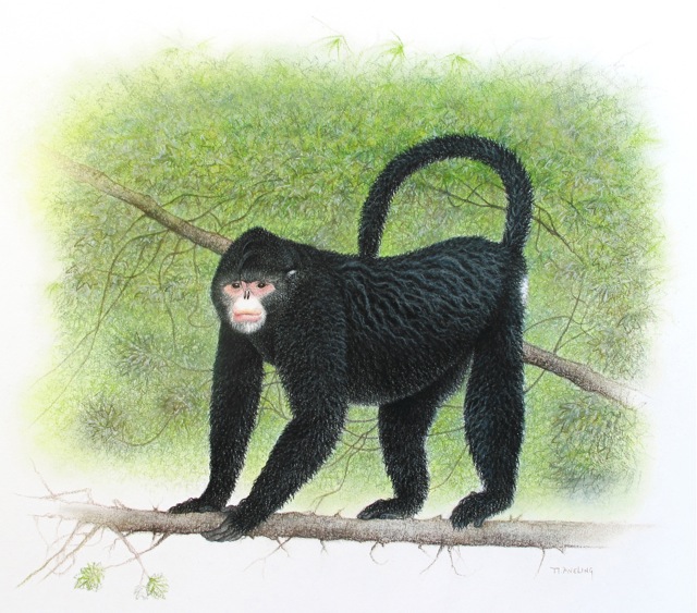 Tonkin Snub Nosed Langur. Monkey+with+upturned+nose