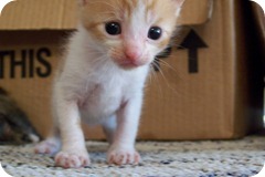 Mow Pictures 389