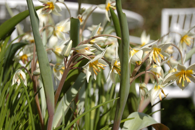 tulipa turkestanica