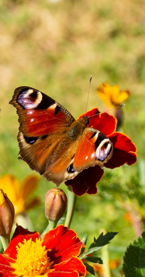 A colorful peacock butterfly.