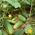 FACTS ABOUT CUCUMBERS YOU NEED TO KNOW