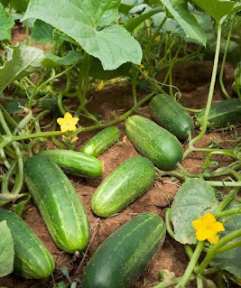 FACTS ABOUT CUCUMBERS YOU NEED TO KNOW