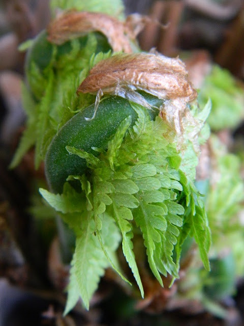 slow gardening, pióropusznik strusi