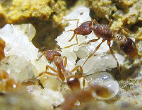 A slimmer Strumigenys species showing the queen and brood