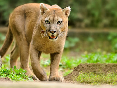 Resultado de imagen para puma