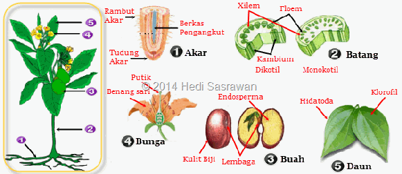 organ pada tumbuhan