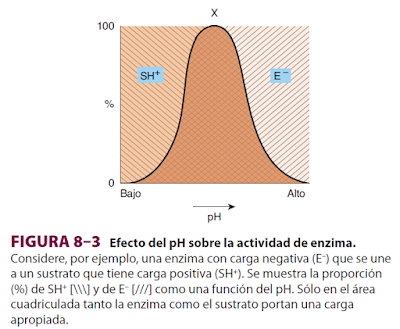 pH actividad enzimática bioquimica harper