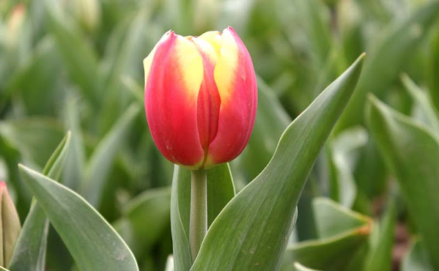 Tulip Flower Pictures