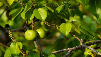 Buah Manchinella Hippomane