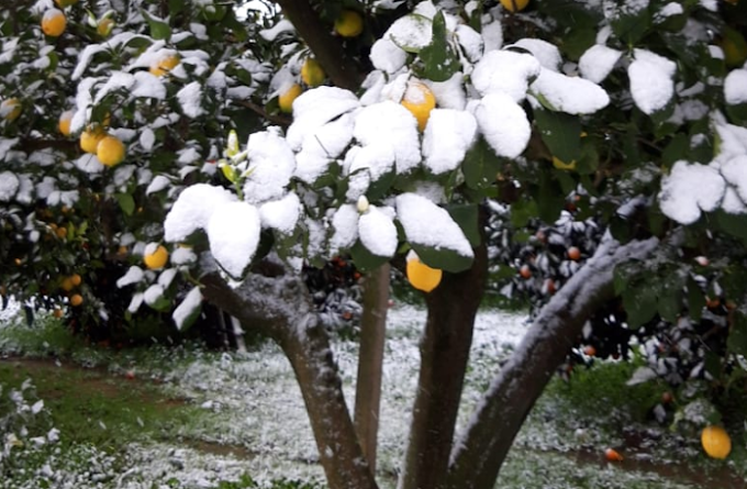 Coldiretti, maltempo: gelo sulle piante in fiore, addio frutta