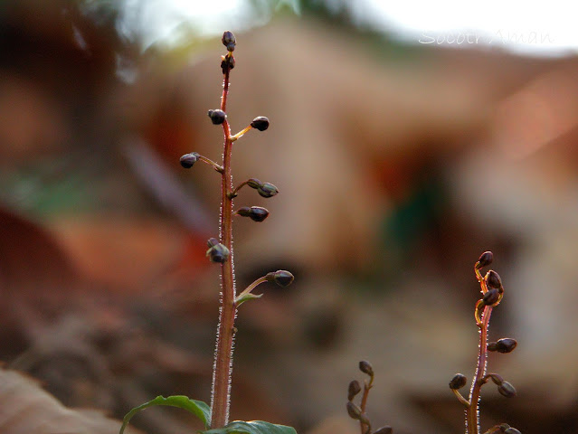 Neottia japonica