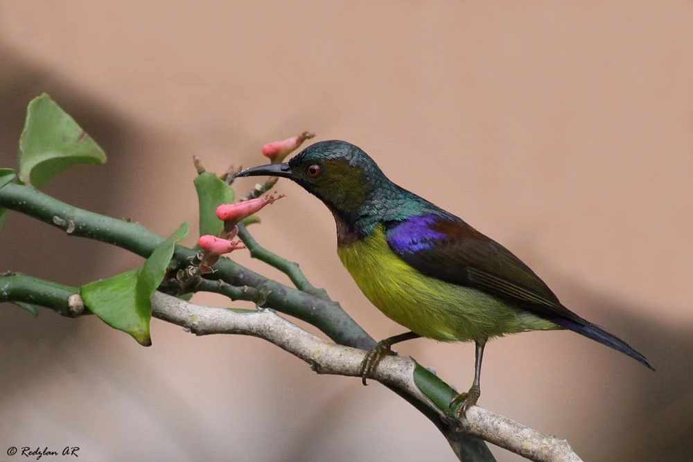 Male Brownthroated Sunbird sucking nectar at Zigzag flowers