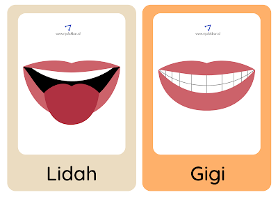 Flashcard/flash card lidah dan gigi