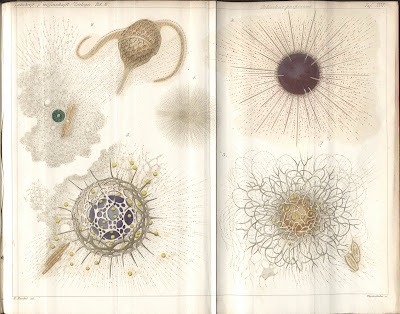 Haeckel 1865, Plate 1