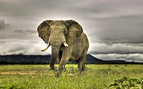 African Bush Elephant