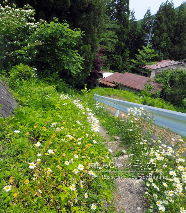 鳥居峠ハイキングコースの細い道