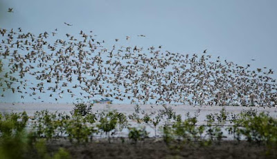 Burung Migran di Taman Nasional Sembilang