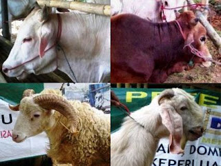 Harga Hewan Qurban 2012