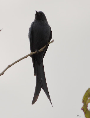 Ashy Drongo