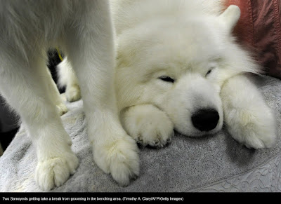 135th Westminster Kennel Club Dog Show at Madison Square Garden in New York City