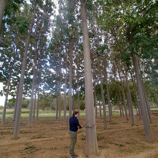 সবচেয়ে দ্রুত বর্ধনশীল ও দামি কাঠ পাউলোনিয়ার চাষ