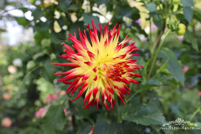 Dahlia Flowers, Bliss-Ranch.com