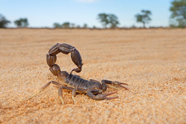 Scorpion | Description, Classification, Habitat, Diet, and Facts