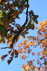 photography autumn walk in woods 