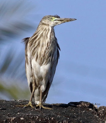 "Indian Pond-Heron, resident sitting on a rock."