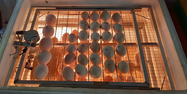 Trứng gà trong quá trình ấp