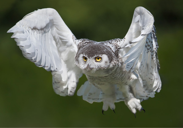 Snowy owl by Stefano Ronchi
