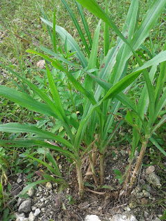 Rumput Gajah Super atau Rumput Odot