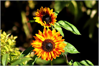 October 2, 2018 - Enjoying more sunflowers this time in Ontario and on my way to work.