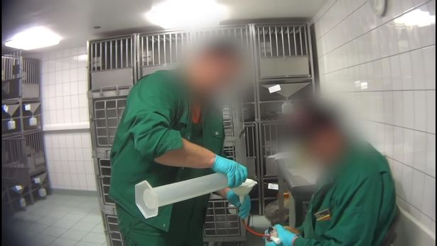 Terrifying Video Shows Monkeys Being Tortured In German Lab Trials