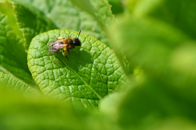 Andrena abeille sauvage prenant le soleil sur une feuille de primevère