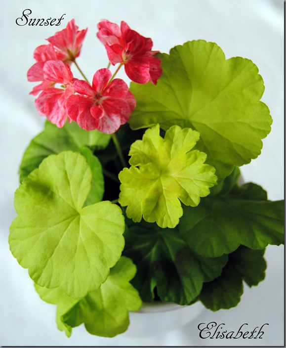 Pelargonium juni-11 202