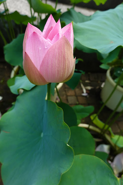 鳥取県米子市淀江町福岡　伯耆古代の丘公園　四季の花径