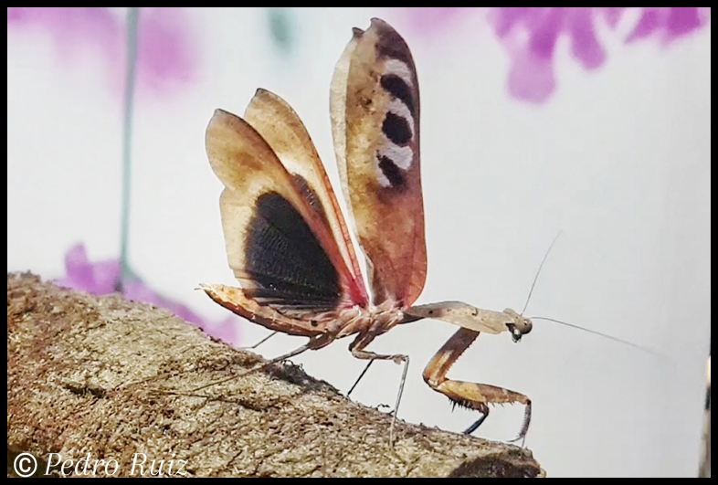 Macho adulto (con las alas abiertas) de Deroplatys desiccata, 7 cm de longitud