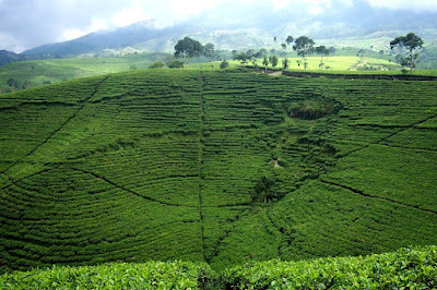 Gunung Mas Puncak